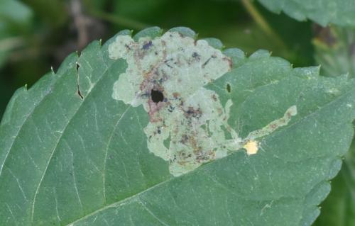 Réf. 330 481 : Phytoliriomyza melampyga